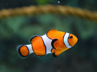 10,000+ Best Fish Images ? 100% Free Download ? Pexels Stock ...